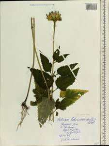 Heliopsis helianthoides var. scabra (Dunal) Fernald, Восточная Европа, Центральный район (E4) (Россия)