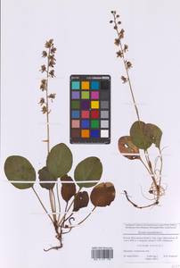 Грушанка круглолистная L., Восточная Европа, Московская область и Москва (E4a) (Россия)