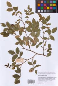 Шиповник щитконосный, Роза щитконосная Borkh., Восточная Европа, Московская область и Москва (E4a) (Россия)