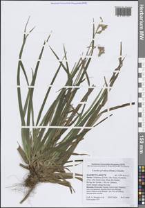 Ожика лесная (Huds.) Gaudin, Западная Европа (EUR) (Испания)