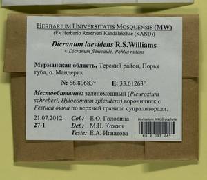 Dicranum laevidens R.S. Williams, Гербарий мохообразных, Мхи - Карелия, Ленинградская и Мурманская области (B4) (Россия)