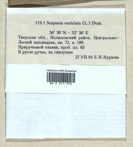 Scapania undulata (L.) Dumort., Гербарий мохообразных, Мхи - Центральное Нечерноземье (B6) (Россия)