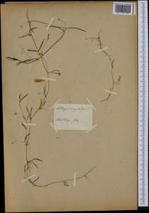 Lathyrus angulatus L., Ботанические сады и дендрарии (GARD) (Россия)