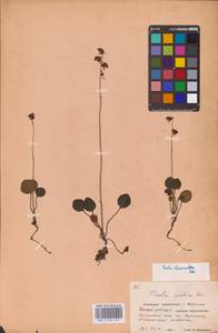 Грушанка средняя Sw., Восточная Европа, Московская область и Москва (E4a) (Россия)