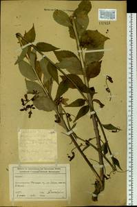 Бубенчик, Сибирь, Алтай и Саяны (S2) (Россия)