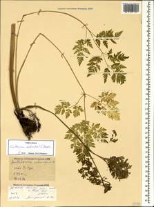 Anthriscus sylvestris subsp. sylvestris, Кавказ, Северная Осетия, Ингушетия и Чечня (K1c) (Россия)
