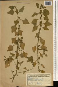 Tetragonia tetragonoides (Pall.) Kuntze, Зарубежная Азия (ASIA) (Россия)