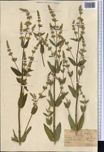 Котовник голый, Средняя Азия и Казахстан, Северный и Центральный Тянь-Шань (M4) (Казахстан)