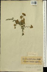 Helichrysum litorale Bolus, Африка (AFR) (ЮАР)