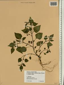 Solanum decipiens Opiz, Восточная Европа, Центральный лесной район (E5) (Россия)