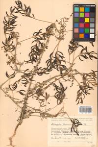 Астрагал даурский (Pall.) DC., Сибирь и Дальний Восток (без точных местонахождений) (S0) (Россия)