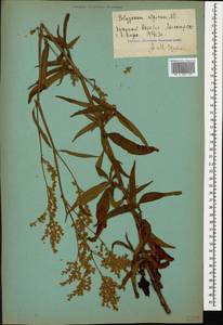 Кенигия альпийская (All.) T.M.Schust. & Reveal, Кавказ, Азербайджан (K6) (Азербайджан)