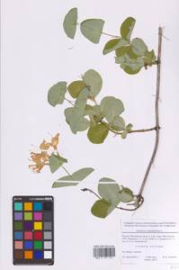 Жимолость душистая, Каприфоль L., Восточная Европа, Московская область и Москва (E4a) (Россия)