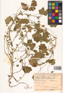 Просвирник низкий Sm., Сибирь, Дальний Восток (S6) (Россия)