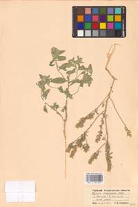 Бурачок пушистоплодный Stephan ex Willd., Восточная Европа, Нижневолжский район (E9) (Россия)