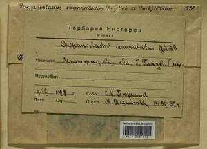 Sarmentypnum exannulatum (Schimp.) Hedenäs, Гербарий мохообразных, Мхи - Карелия, Ленинградская и Мурманская области (B4) (Россия)