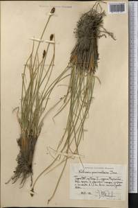Carex deasyi (C.B.Clarke) O.Yano & S.R.Zhang, Средняя Азия и Казахстан, Памир и Памиро-Алай (M2) (Таджикистан)