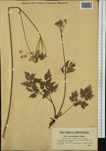 Chaerophyllum elegans Gaudin, Западная Европа (EUR) (Италия)