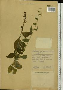 Catolobus pendulus (L.) Al-Shehbaz, Восточная Европа, Восточный район (E10) (Россия)