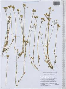 Костенец зонтичный L., Восточная Европа, Ростовская область (E12a) (Россия)
