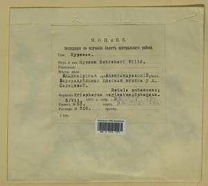 Pleurozium schreberi (Willd. ex Brid.) Mitt., Гербарий мохообразных, Мхи - Москва и Московская область (B6a) (Россия)
