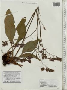 Кермек метельчатый (Pall. ex Willd.) Stankov, Восточная Европа, Ростовская область (E12a) (Россия)