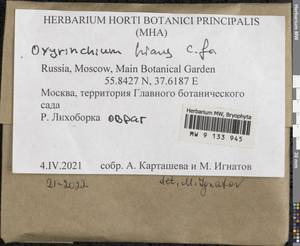 Oxyrrhynchium hians (Hedw.) Loeske, Гербарий мохообразных, Мхи - Центральное Нечерноземье (B6) (Россия)