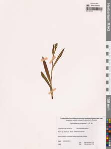 Кокушник длиннорогий (L.) R.Br., Сибирь, Дальний Восток (S6) (Россия)