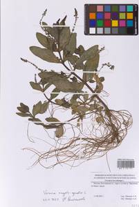 Вероника ключевая, Вероника водная L., Восточная Европа, Московская область и Москва (E4a) (Россия)