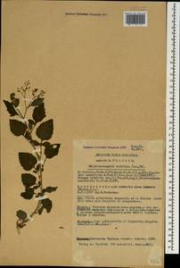 Дихроцефала цельнолистная (L. fil.) Kuntze, Кавказ, Азербайджан (K6) (Азербайджан)