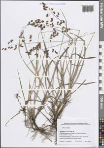 Душистый колосок, Восточная Европа, Северо-Западный район (E2) (Россия)