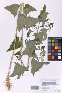 Лебеда стрелолистная, Лебеда лоснящаяся Borkh., Восточная Европа, Московская область и Москва (E4a) (Россия)