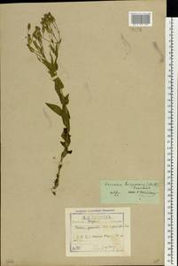 Gypsophila vaccaria (L.) Sm., Восточная Европа, Северо-Западный район (E2) (Россия)