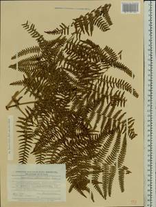 Pteridium aquilinum subsp. pinetorum (C. N. Page & R. R. Mill) J. A. Thomson, Восточная Европа, Молдавия (E13a) (Молдавия)