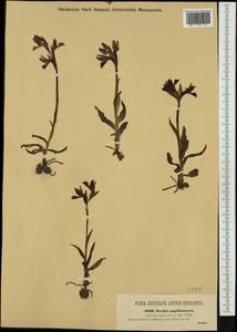 Anacamptis papilionacea (L.) R.M.Bateman, Pridgeon & M.W.Chase, Западная Европа (EUR) (Словения)