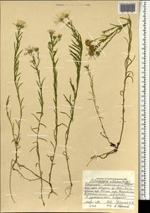 Aster altaicus Willd., Монголия (MONG) (Монголия)