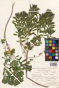 Euphorbia epithymoides L., Восточная Европа, Московская область и Москва (E4a) (Россия)