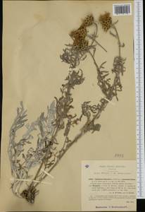 Centaurea cineraria L., Западная Европа (EUR) (Италия)
