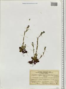 Незабудка Крылова Serg., Сибирь, Центральная Сибирь (S3) (Россия)