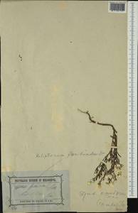 Rhodanthe floribunda (DC.) P.G. Wilson, Австралия и Океания (AUSTR) (Австралия)