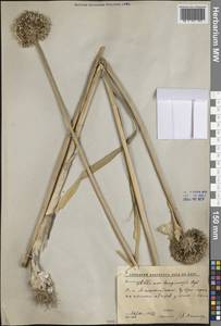 Чеснок L., Средняя Азия и Казахстан, Западный Тянь-Шань и Каратау (M3) (Узбекистан)