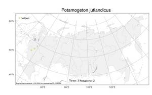 Potamogeton jutlandicus, Рдест ютландский Zalewska-Gal., Атлас флоры России (FLORUS) (Россия)
