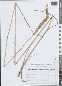 Вейник тростниковый (L.) Roth, Сибирь, Западная Сибирь (S1) (Россия)