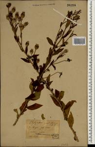 Ширококолокольчик крупноцветковый (Jacq.) A.DC., Зарубежная Азия (ASIA) (Япония)