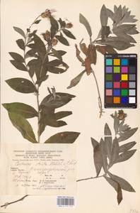 Centaurea triumfettii subsp. stricta (Waldst. & Kit.) Dostál, Восточная Европа, Западно-Украинский район (E13) (Украина)
