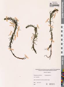 Хвостник обыкновенный, Водяная сосенка L., Сибирь, Чукотка и Камчатка (S7) (Россия)