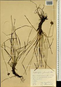 Фимбристилис зонтиковидный R.Br., Африка (AFR) (Сейшельские острова)
