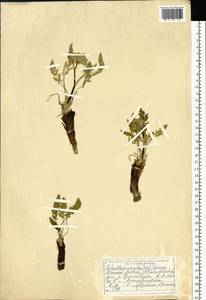 Шульция косматая (Pall.) Spreng., Сибирь, Западный (Казахстанский) Алтай (S2a) (Казахстан)