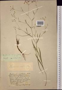 Володушка козелецелистная Willd., Сибирь, Прибайкалье и Забайкалье (S4) (Россия)