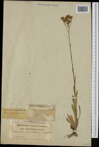 Crepis nicaeensis Balb. ex Pers., Западная Европа (EUR) (Швеция)